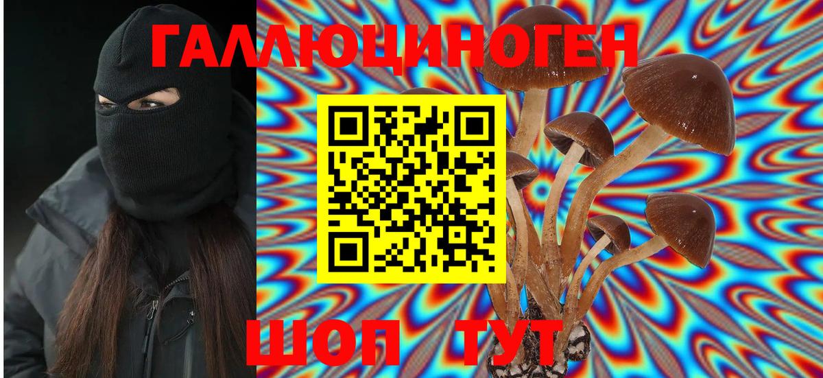 купить наркотики сайты  Буйнакск  Псилоцибиновые грибы Psilocybe 